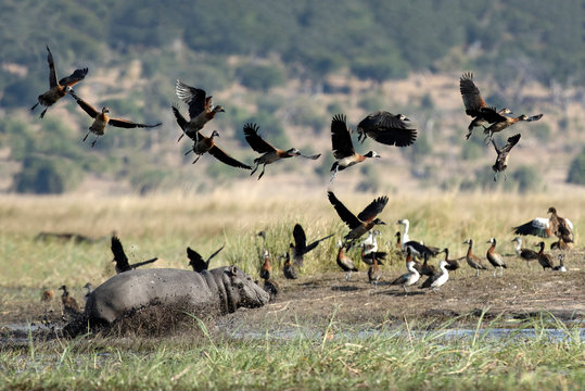 Hippo charging