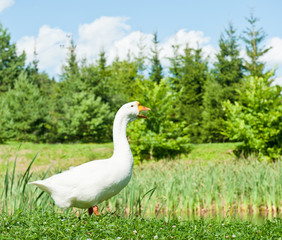 White goose on green grass