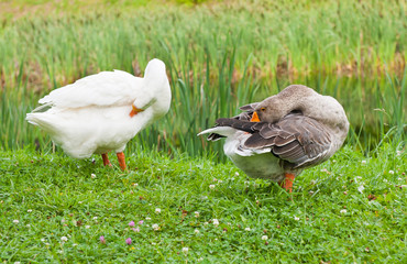 White and grey goose on green grass near water, cleans feathers