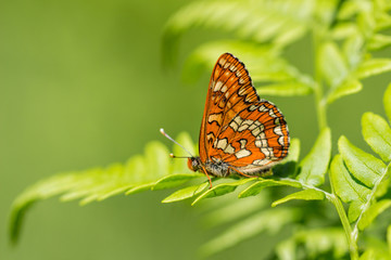 Euphydryas maturna. Scarce fritillary.