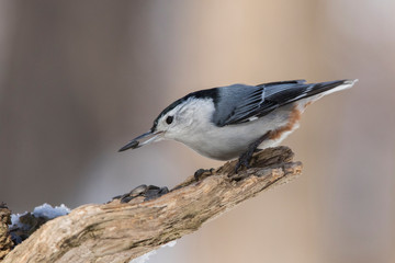 white breasted nuthatch in winter