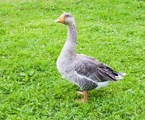 Grey goose on grass in sunny summer day