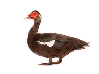 cairina moschata duck large chocolate