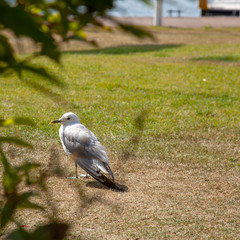 Close up of seagull standing on a lawn.