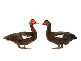 two Muscovy duck isolated