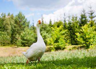 White goose on green grass