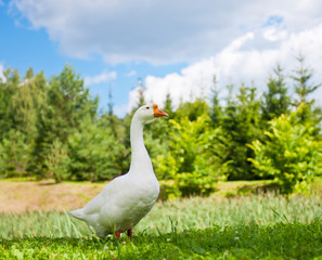 White goose on green grass