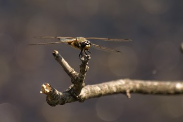 Four-spot Chaser dragonfly on branch