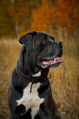 Grey Cane corso dog is sitting in autumn forest 