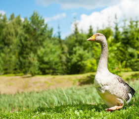 Grey goose on green grass