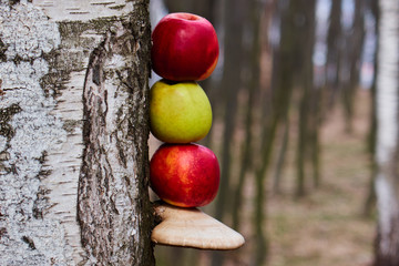 colored apples on a trunk of a tree