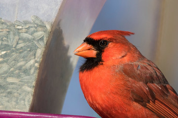 Male northern cardinal portrait