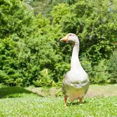 Grey goose on green grass