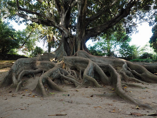 Ficus macrophylla en Ponta Delgada.