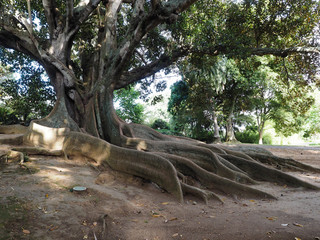 Ficus en jardín botánico Antonio Borges.
