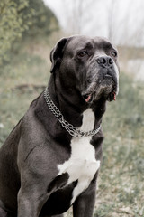 Grey Cane corso dog is sitting in autumn forest 