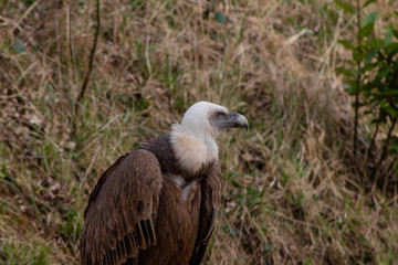 vulture perched on the ground looking to the right, with a background of dirt and grass