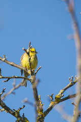 A yellowhammer sits on the branch of a tree in the forest