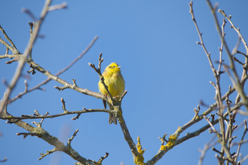 A yellowhammer sits on the branch of a tree in the forest
