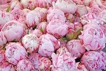 Bouquet of peony flowers on the farmers market, shallow depth of field.