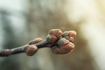 Chalk with buds. The spring light is sunny. Nature in the fall
