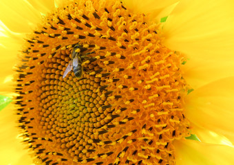 Bee on a sunflower flower