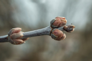 Spring weather. Buds of a tree. In anticipation of heat