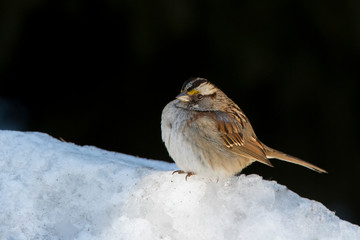 white-throated sparrow (Zonotrichia albicollis) in winter