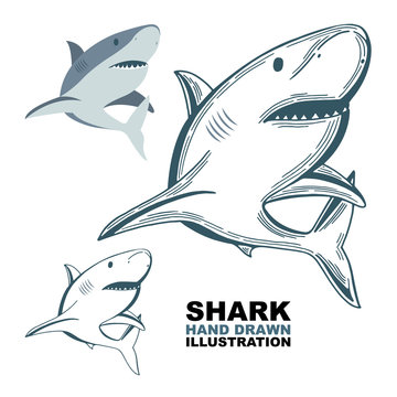 Shark. Shark hand drawn vector illustrations set. Shark sketch drawing.