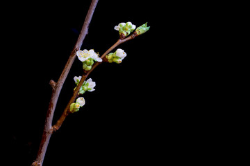 Branches with white cherry flowers on black background, copy space