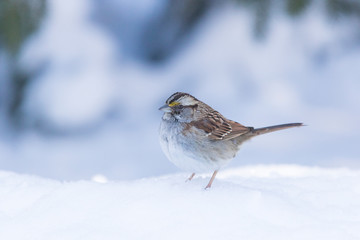 Fototapeta premium white-throated sparrow (Zonotrichia albicollis) in winter