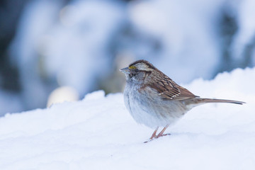white-throated sparrow (Zonotrichia albicollis) in winter