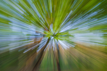 Abstract image of tree in countryside. Created by zooming out while closing shutter. Zoom speed blured motion.