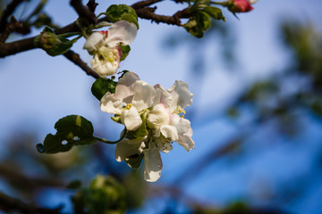 Spring flowers series, Beautiful Cherry blossom , white sakura flower in Shanghai.