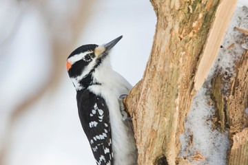 hairy woodpecker in winter