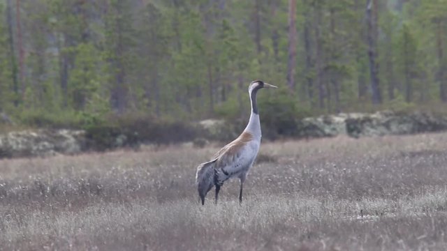 Gray crane (Grus grus) walks in the swamp. Royal bird in Lapland in the conditions of the Scandinavian boreal forests. Nesting habitat of Common crane. Lapland