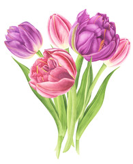 Flowers bouquet with tulips, watercolor painting. For design cards, pattern and textile.