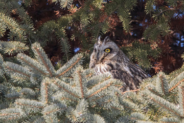  short-eared owl in  winter