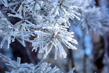 snow covered tree branch