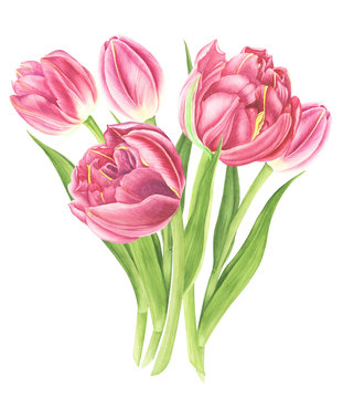 Flowers bouquet with tulips, watercolor painting. For design cards, pattern and textile.