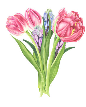 Flowers bouquet with tulips and hyacinths, watercolor painting. For design cards, pattern and textile.