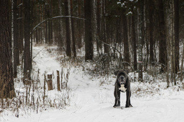 Cane corso dog is looking forward in winter  forest