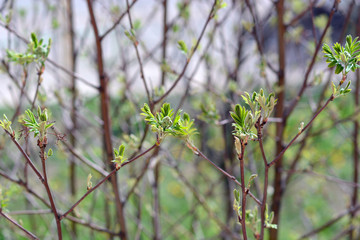 ashberry with leaves in spring
