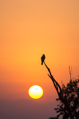The silhouette of an eagle perched on a tree branch