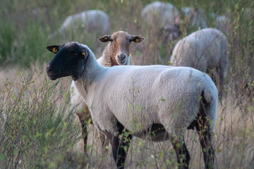 Fototapeta premium Zwei weisse Schafe auf einer Weide mit hohem Gras- eins mit schwarzem Kopf, eins mit braunem Kopf