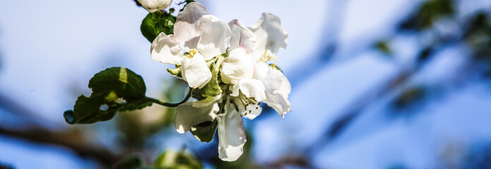 Spring flowers series, Beautiful Cherry blossom , white sakura flower in Shanghai.