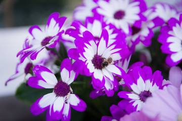 Obraz premium Garden white flower and a honey bee collecting honey