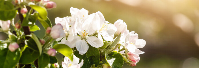 Apple blossom on an apple tree in a domestic garden with sun shining behind