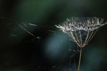 closeup spider on web
