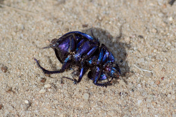 Makroaufnahme der Unterseite eines Waldmistkäfer (anoplotrupes stercorosus) auf dem Boden liegend